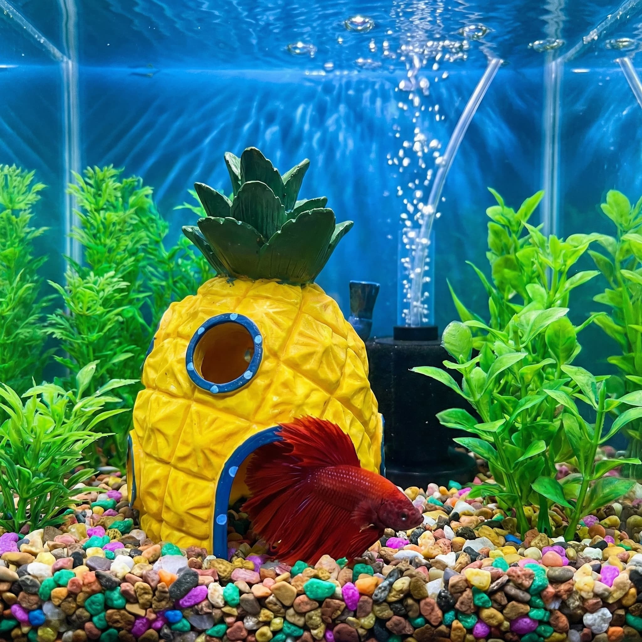 Ananas-Haus-Aquarium-Dekoratio – Aquarium Fish Cave Bewertung und Preis