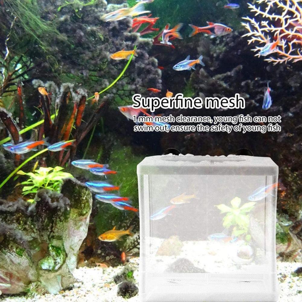 Brutkasten-Isolationsbox für A – Aquarium Fish Jar Bewertung und Preis