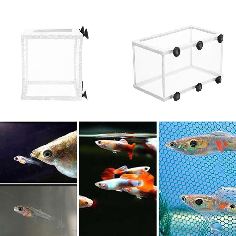 Brutkasten-Isolationsbox für A – Aquarium Fish Jar Bewertung und Preis