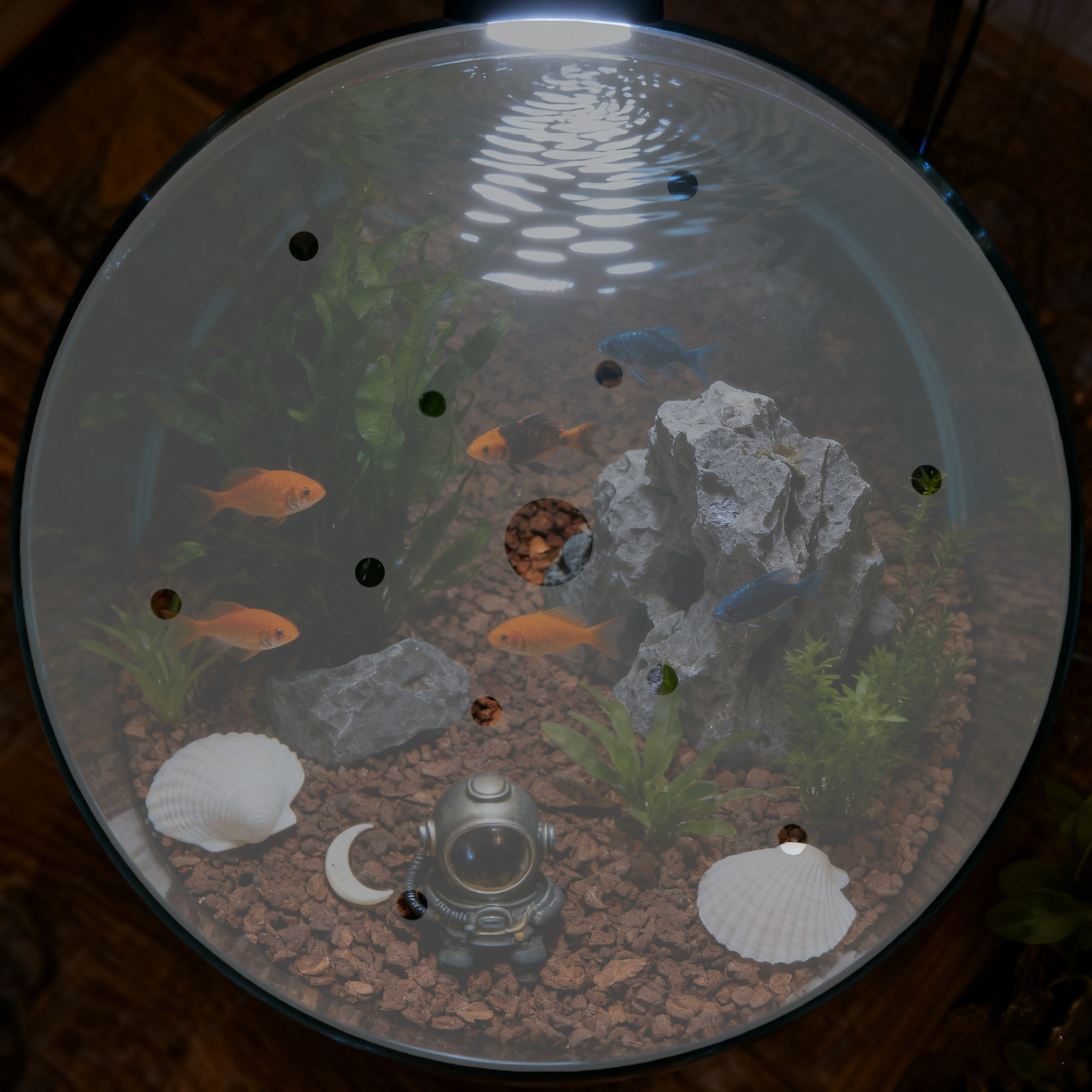 7 Zoll Runde Acryl-Aquariumabd – Aquarium Fish Jar Bewertung und Preis